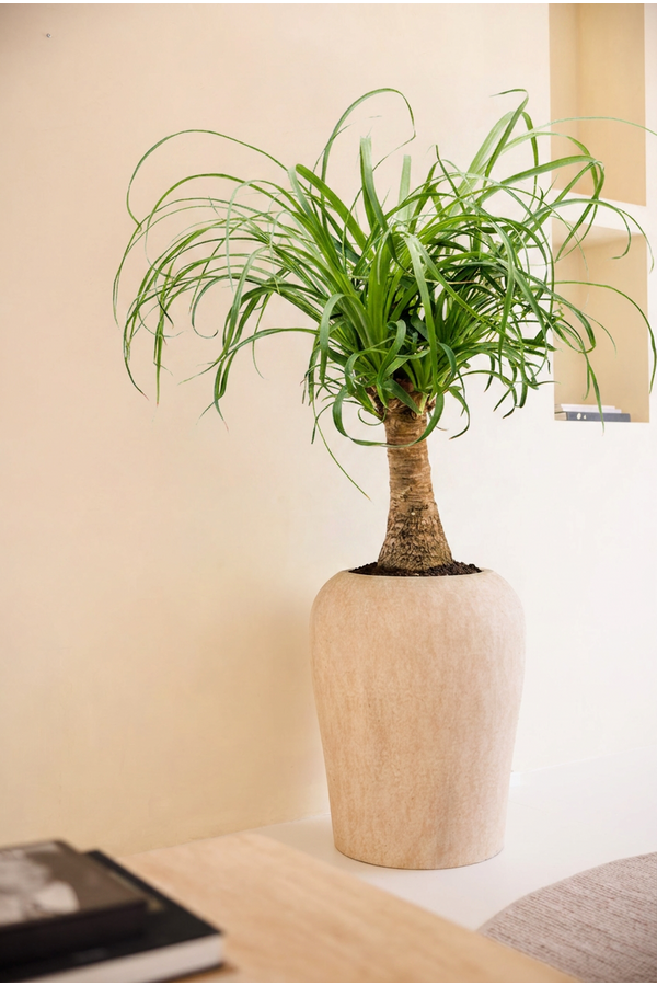 Beaucarnea Recurvata