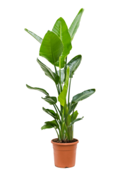 Strelicja Nicolai