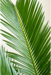 Cycas revoluta