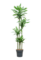 Dracaena Fragrans Silindo