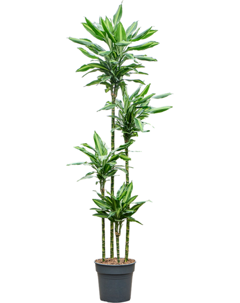 Dracaena