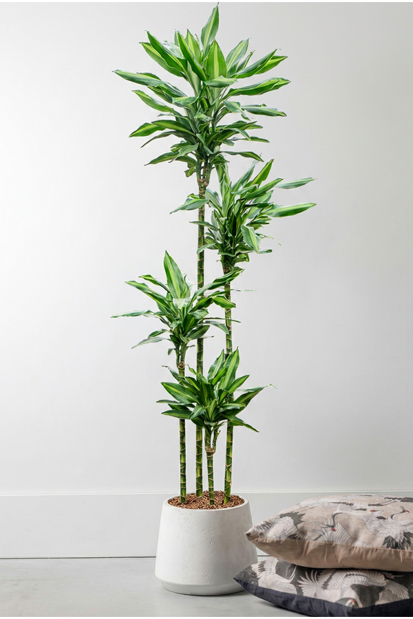 Dracaena Fragrans Silindo