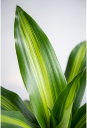 Dracaena Fragrans Silindo