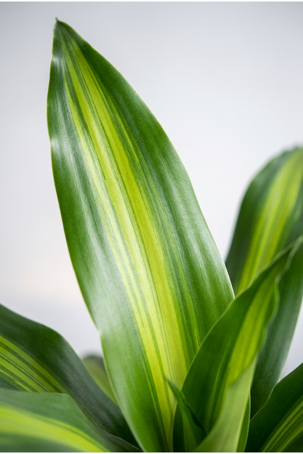 Dracaena Fragrans Silindo