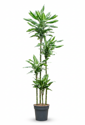 Dracaena Fragrans Silindo