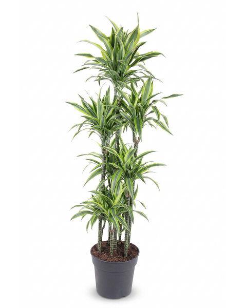 Dracaena Lemon Lime 120-carrousel