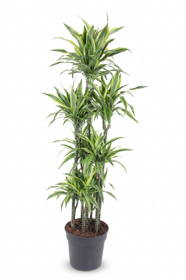 Dracaena Lemon Lime 120-carrousel