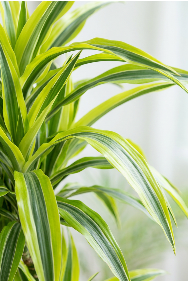 Dracaena Lemon Lime 120-carrousel