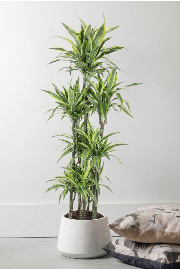Dracaena Lemon Lime 120-carrousel