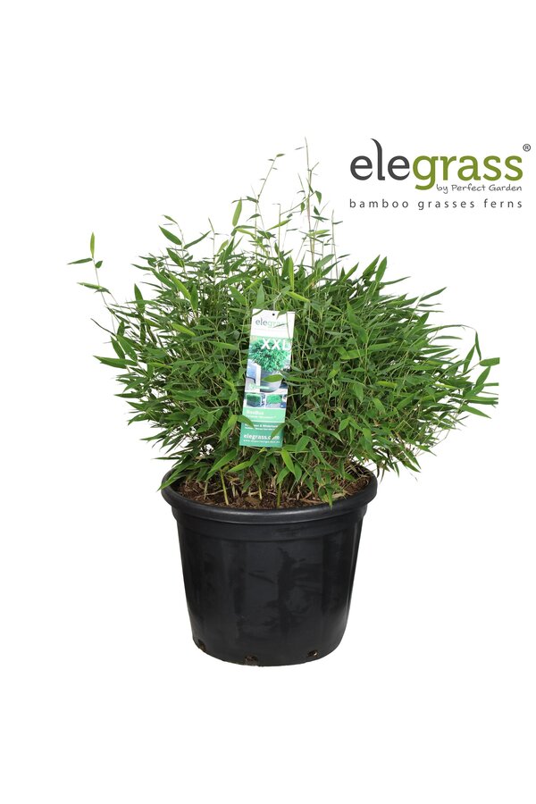Fargesia Moontears® Boobux P46 - SALE