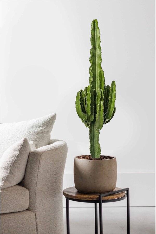 Euphorbia erytrea - SALE
