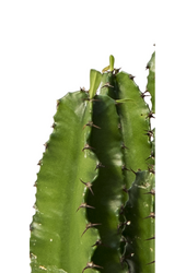 Euphorbia erytrea - SALE