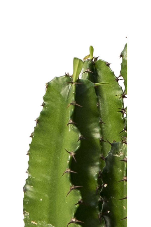 Euphorbia erytrea - SALE