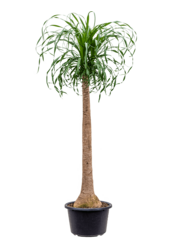 Beaucarnea Flesseboom XXXL  - SALE