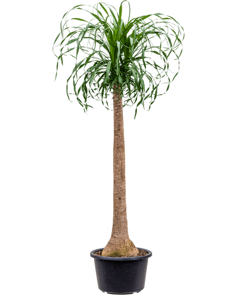 Beaucarnea  - SALE