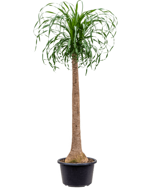 Beaucarnea - WYPRZEDAŻ