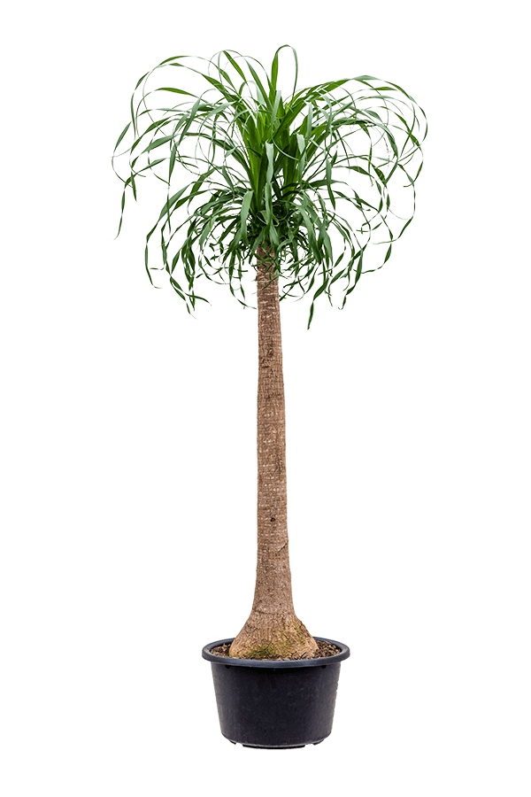 Beaucarnea Flesseboom XXXL  - SALE