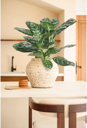 Aglaonema Amazone Silver