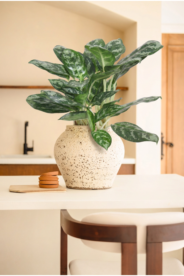 Aglaonema Amazone Silver