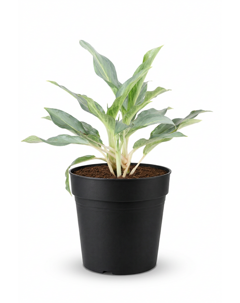 Aglaonema Ghost