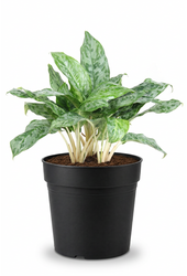 Aglaonema Peacock
