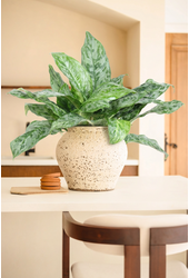 Aglaonema Peacock