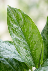 Aglaonema Peacock
