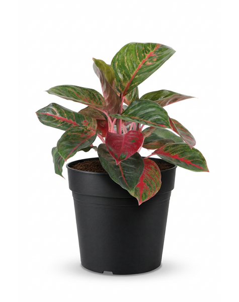 Aglaonema Red Emerald p17