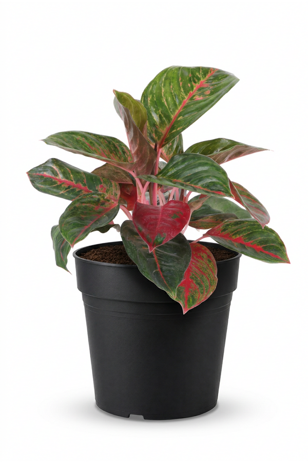 Aglaonema Red Emerald p17