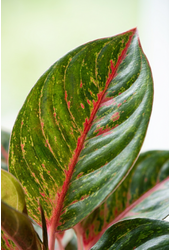 Aglaonema Red Emerald p17