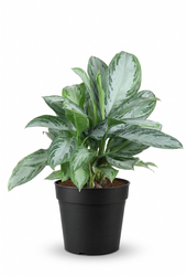 Aglaonema Silver Bay