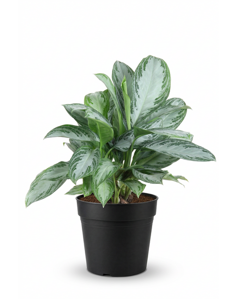 Aglaonema Silver Bay