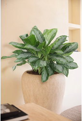 Aglaonema Silver Bay