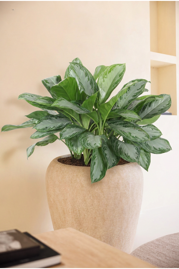 Aglaonema Silver Bay