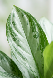 Aglaonema Silver Bay