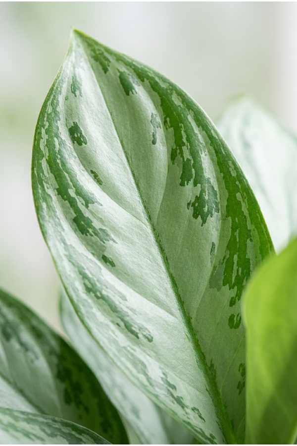 Aglaonema Silver Bay