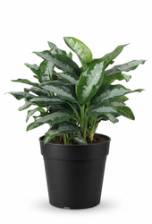 Aglaonema Silver Moon