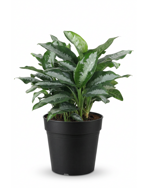 Aglaonema Silver Moon