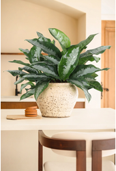 Aglaonema Silver Moon