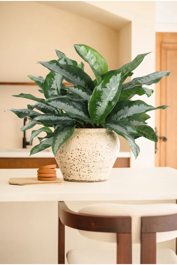 Aglaonema Silver Moon