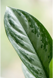 Aglaonema Silver Moon