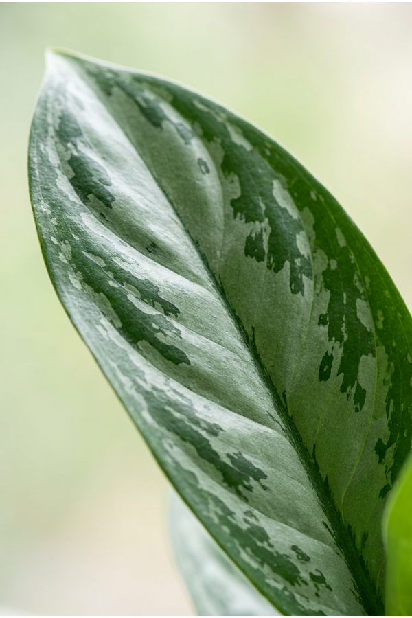 Aglaonema Silver Moon