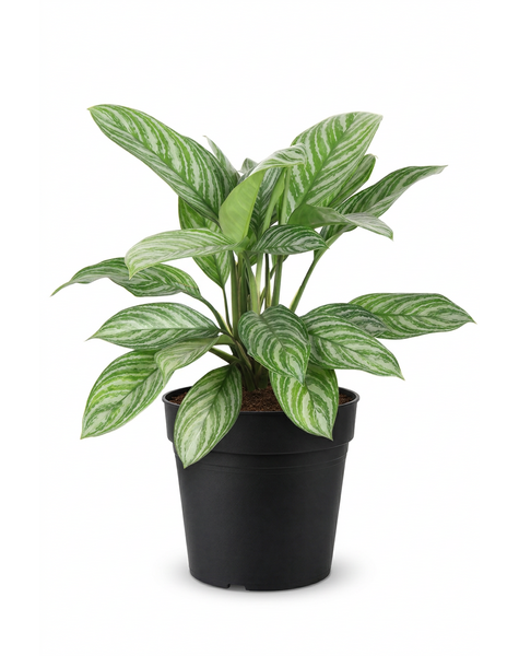 Aglaonema Stripe