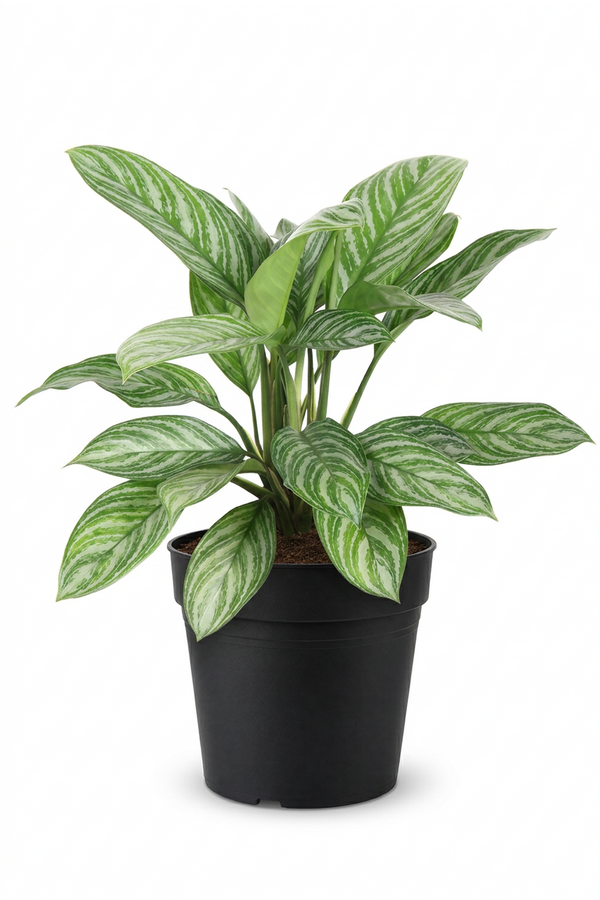 Aglaonema Stripe