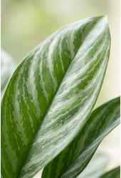 Aglaonema Stripe
