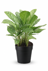 Aglaonema Stripes