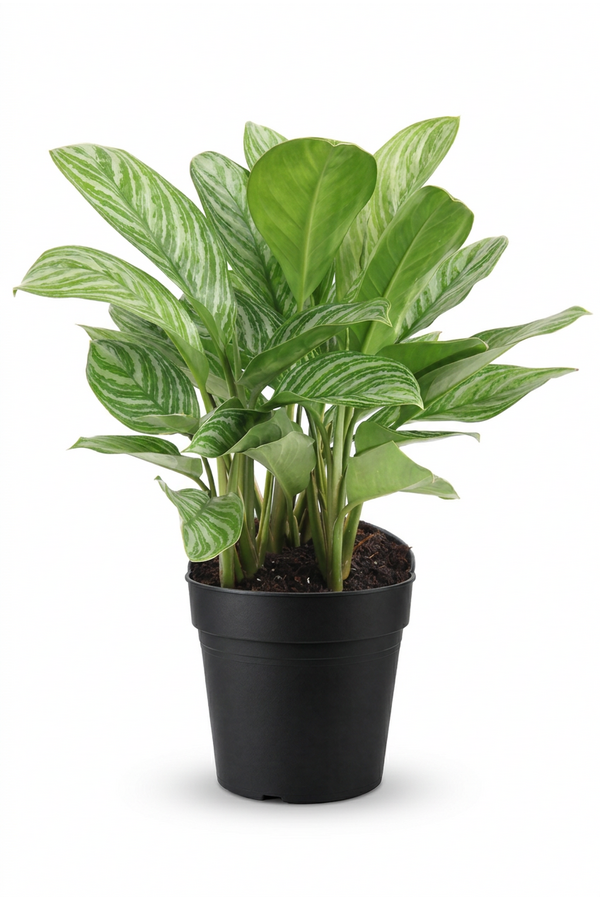 Aglaonema Stripes