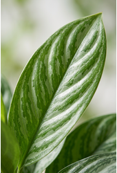 Aglaonema Stripes