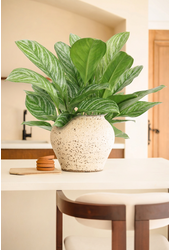 Aglaonema Stripes