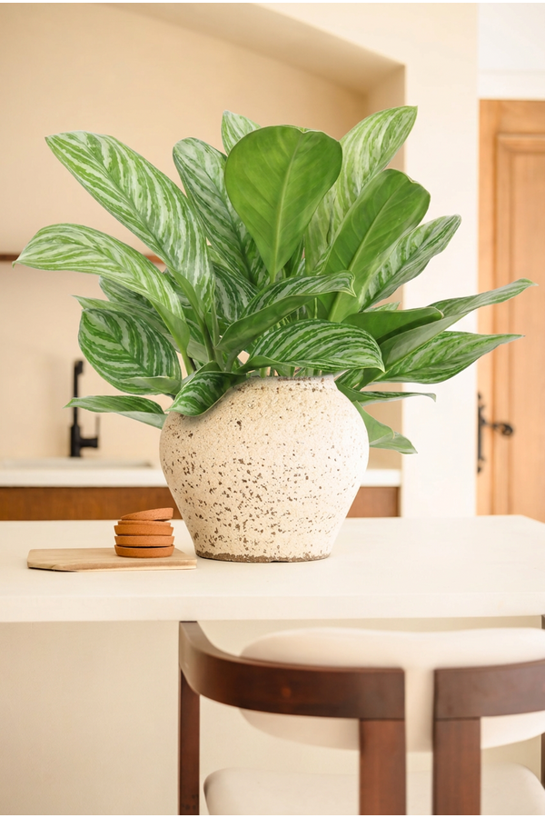 Aglaonema Stripes